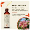 Original Bachblüten Red Chestnut 20ml