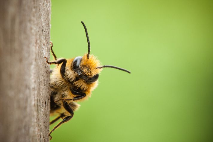 Insektengiftallergie